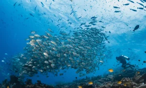 Best Diving Spots in Raja Ampat Indonesia