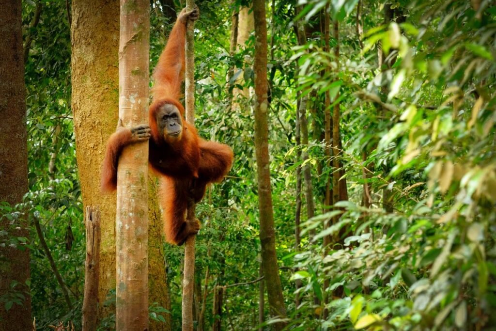interesting Facts About Borneo